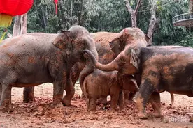 粤港两地游客齐聚广州为象宝宝庆生图片