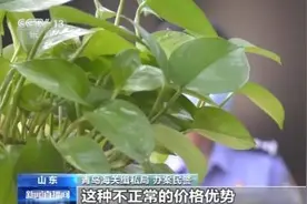 青岛海关侦破特大吉他走私案，进口吉他售价异常引关注图片