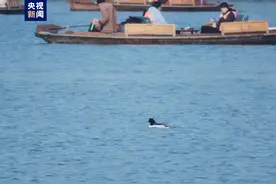 罕见！国家一级保护野生动物中华秋沙鸭首次现身杭州西湖图片