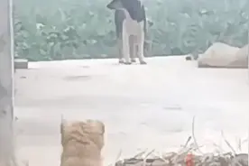 小奶狗被抱养一个月，狗妈妈突然出现四目相对，撒腿飞奔瞬间破防图片