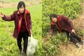 八旬老人偷菜被发现后躺地上撒泼，村书记：会积极做思想工作图片