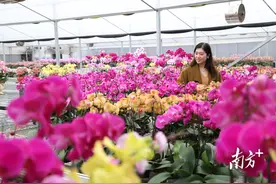 新春走基层丨买年花，到金石！“蝴蝶”温室翩飞，“动物”园中遍布图片