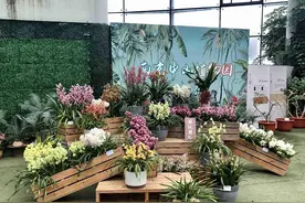 首次展出17个新品种！这个展览开启“兰”图年味足图片