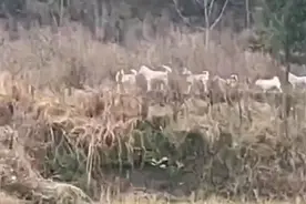 八只狗子一字排开路上走,汪汪队准备去开大会?图片