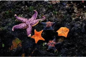 春节回乡手记｜赶海乐园变形记图片