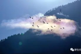 2022年我拍摄的100种野生动物图片