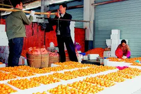 年产值达36亿！桂林阳朔金桔卖得火图片