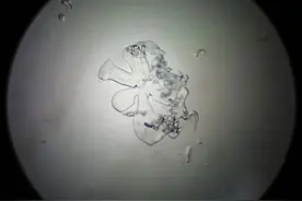 完美雪花不可求，积雪里竟找不到一片六瓣雪花图片
