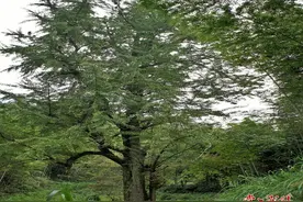 保护古树名木丨连理银杏，留下一段凄美的爱情故事图片