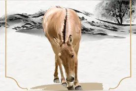 石榴科普丨新疆国家重点保护野生动物科普—蒙古野驴图片