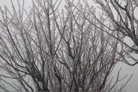 2023年第一场“雪”！梅州铜鼓峰、八乡山等地现冰挂美景图片