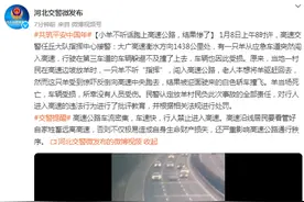 小羊不听话跑上高速公路，结果惨了图片