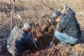 野生葛粉的前世今生图片