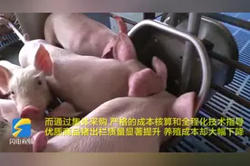 潍坊探索实施“公司+农户”生猪“代养”新模式 蹚出助农惠农新路子图片