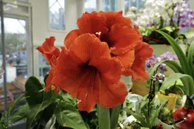 芳菲满园丨人见人爱，拥有它“注定红”图片