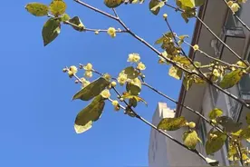 山西年三十冷冷冷！降温+大风！最低零下24度！预计春节期间天气……图片