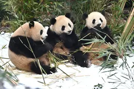 呆萌！熊猫基地“降雪”丰容，几只“小可爱”尽情撒欢图片