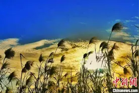 百万亩洞庭芦苇何去何从？湖南代表委员建言献策图片