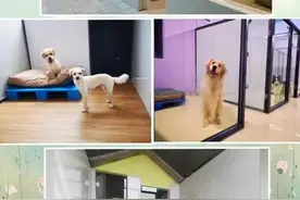 “千元一晚”，春节宠物寄养业务有多火图片