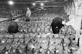 追寻希特勒的黄金：从纳粹妓院到“诱杀”火车，有成功有失败图片