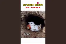 热闻|兔兔价格翻番贵的上千！山东这只枕着胡萝卜吃草的小兔火了图片