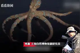 网友称吃火锅遇蓝环章鱼 剧毒生物为何流入市场?图片