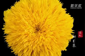 微视频｜二十四节气 生命的绽放图片