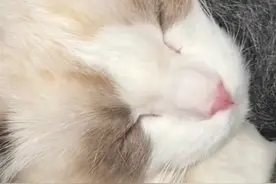 今年过年回家更多人把“铲屎官”一起带回家 热心网友提供拼车回家攻略图片