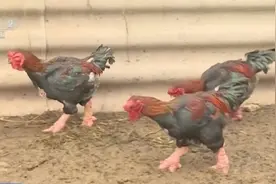 需求居高不下，有人愿花重金“求购”鸡腿！越南“鸡中贵族”东涛鸡受消费者青睐图片