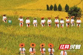 朗诵丨肖建新：稻香怀化图片