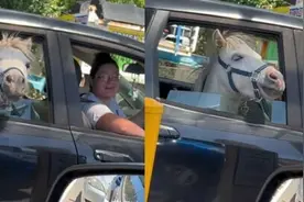 澳大利亚一女子开车带小马在麦当劳汽车餐厅点餐图片