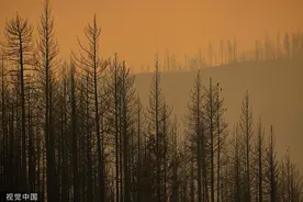 美政府拨9.3亿美元用于西部森林砍伐，以降低野火爆发风险图片