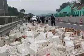 满载砂糖橘货车侧翻众人齐心救出司机，还帮忙捡橘子。热心大姐：大家都是好心人图片