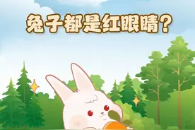 兔子都是红眼睛，最爱吃胡萝卜？一起来了解关于兔子的小秘密→图片