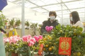 免费赏郁金香！有4000多株，十余个珍稀品种，就在闵行这里图片