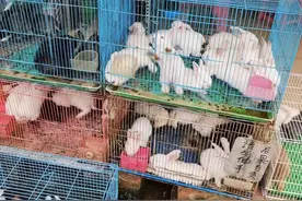 欢喜迎兔年，交汇点记者揭秘“科技兔”是如何炼成的！图片