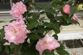 花开种花家图片