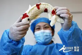 【过年】山西襄汾：花馍飘香年味浓图片