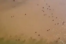 果然视频|济南北郊龙湖湿地，数千水鸟和天鹅喜迎新春图片