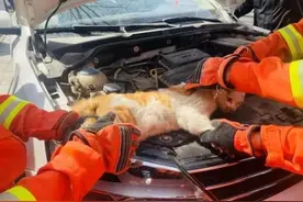 西湖边一只小猫，惊动交警和消防！游客急了：好歹换个地方取暖！图片