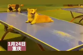 打乒乓球没有中网怎么办？柯基化身狗肉中网图片