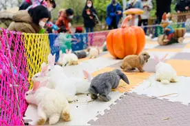 Happy 兔 year ｜兔年的顶流，非它莫属图片