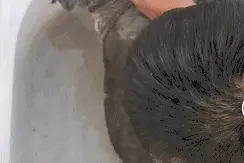 杭州一甲鱼卖2万8？老板称有200年，专家鉴定，不得了……图片