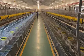 兔年春节揭秘山东聊城“兔子王国”：宠物兔成顶流，一只上千元不够卖图片