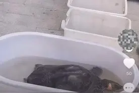 杭州街头惊现！老板称活了200年，开出天价！专家鉴定：不得了…图片