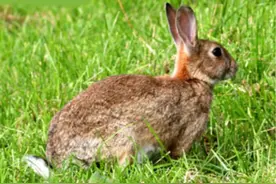 扒一扒家兔的前世今生图片