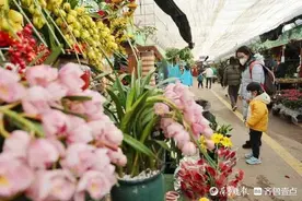 大年初六济南花鸟鱼虫市场人气旺！遛娃淘宝两不误图片