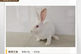 湖湘自然历丨生活在湖南的兔子⑥楚楚动人的新西兰兔，来自新西兰吗图片