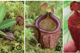 各产区的猪笼草原生种——菲律宾群岛丨植物界的食荤者图片