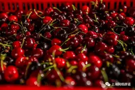 车厘子不是樱桃？草莓特别脏？春节最火的水果有话说图片